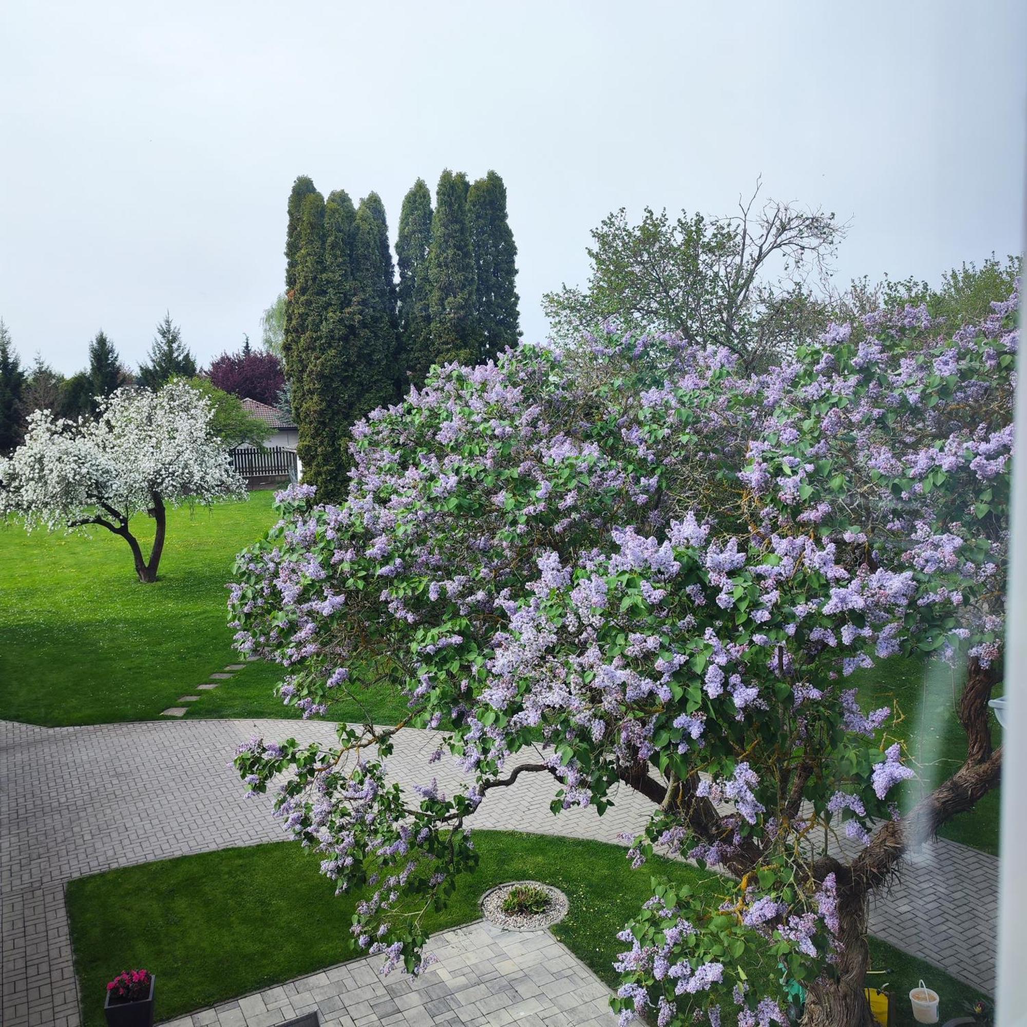 Apartman Ptice Apartment